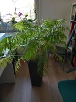 große Zimmerpflanze Palme im Rattantopf Niedersachsen - Peine Vorschau