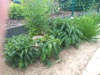 Echinacea Sonnenhut Staude Berlin - Tempelhof Vorschau