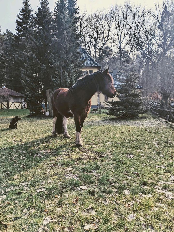 Reitbeteiligung gesucht TinkerMix Western Freizeitpferd in Jübar