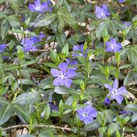 Kleinblättriges Kleines Immergrün Bodendecker blau-lila Blüten Niedersachsen - Katlenburg-Lindau Vorschau