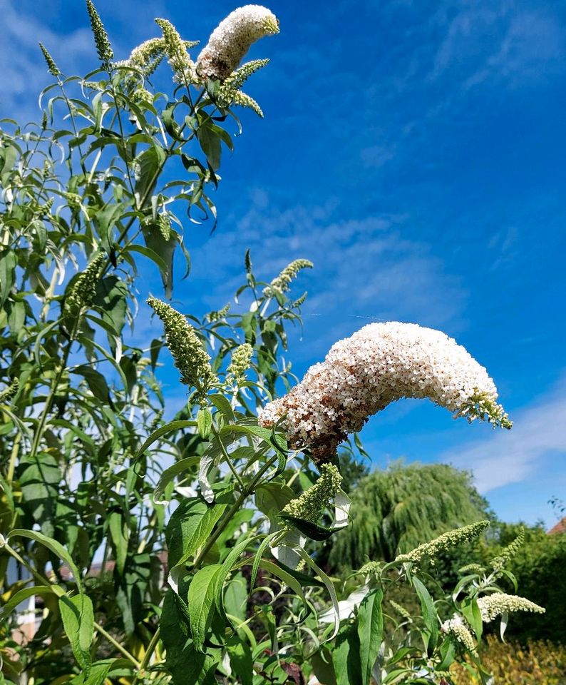 Sommerflieder Schmetterlingsflieder weiß Jungpflanzen Garten in Neresheim