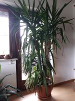 YUCCA PALME Baden-Württemberg - Gengenbach Vorschau