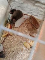 12Wochen alte Ratten!! Sachsen - Seifhennersdorf Vorschau