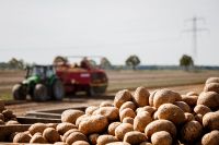 Kartoffeln Übergrößen direkt vom Landwirt Niedersachsen - Peine Vorschau