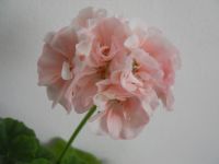 Dänische Pelargonie," Dronning Ingrid"  Geranien Baden-Württemberg - Plüderhausen Vorschau