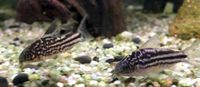 Corydoras napoensis Panzerwels Saarland - Oberthal Vorschau