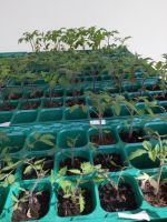 Kräftige Bio-Tomaten-Jungpflanzen Bayern - Unterthingau Vorschau