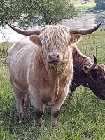 Highland cattle Hochlandrinder Bulle Wesertal - Gieselwerder Vorschau