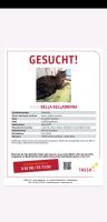 Katze entlaufen Nordrhein-Westfalen - Extertal Vorschau