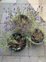 3 Blumentöpfe mit Lavendel Nordrhein-Westfalen - Mülheim (Ruhr) Vorschau