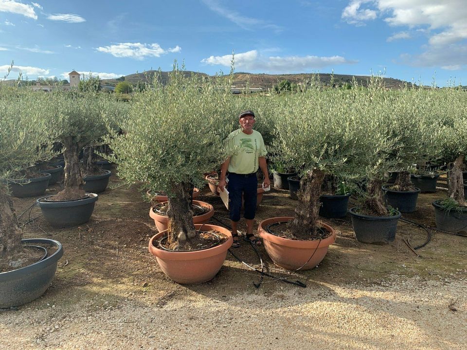 Olea Europaea hojiblanca (Olivenbaum) Bonsai 90/100cm  Stammu. in Recklinghausen