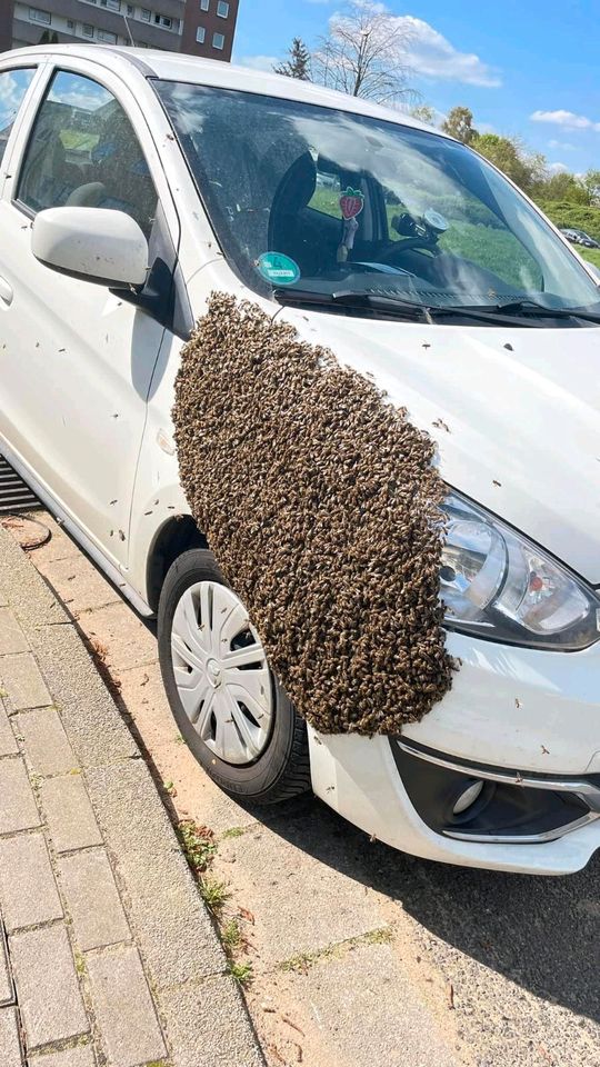 Bienenschwarm bergen in Hannover