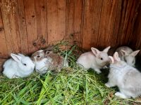 Hasen Kaninchen deutsche riesen mixe Sachsen-Anhalt - Muldestausee Vorschau