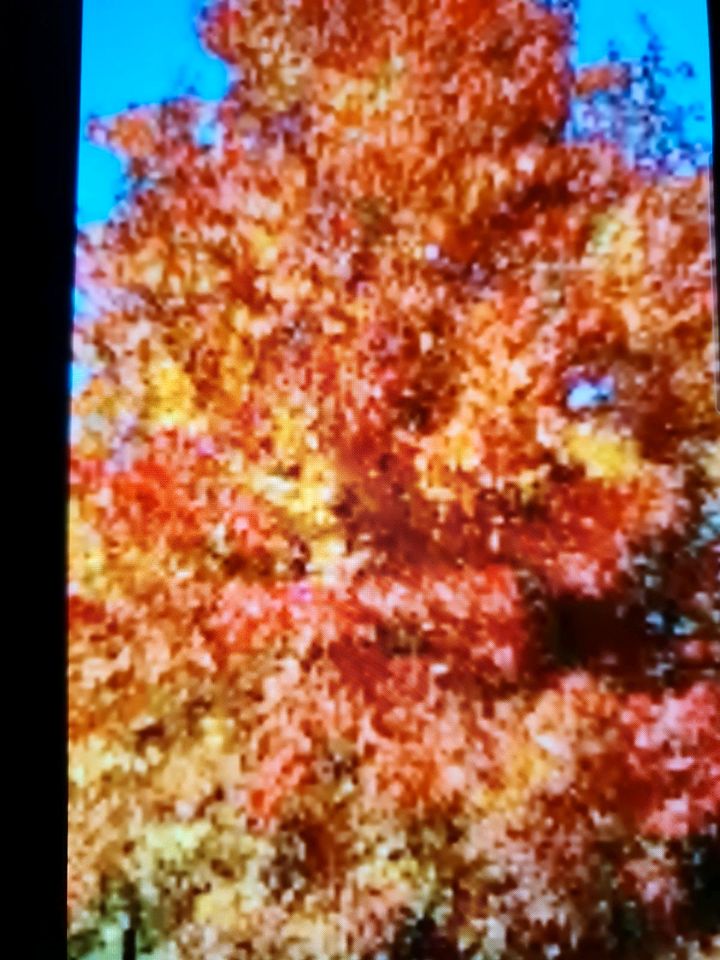 Amerikanischer Amberbaum in Münchsmünster