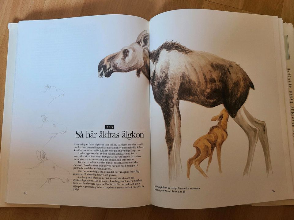 Det vilda Sverige  - schwedisches Kinderbuch in Bremen