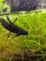 Betta Stiktos/Betta Smaragdina Nordrhein-Westfalen - Gelsenkirchen Vorschau