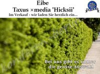 Eibe Taxus 'Hiksii' Heckenpflanzen Beste Qualität! Günstig! Sachsen-Anhalt - Kamern Vorschau