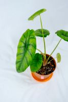 Alocasia Puncak Borneensis Sachsen - Markranstädt Vorschau