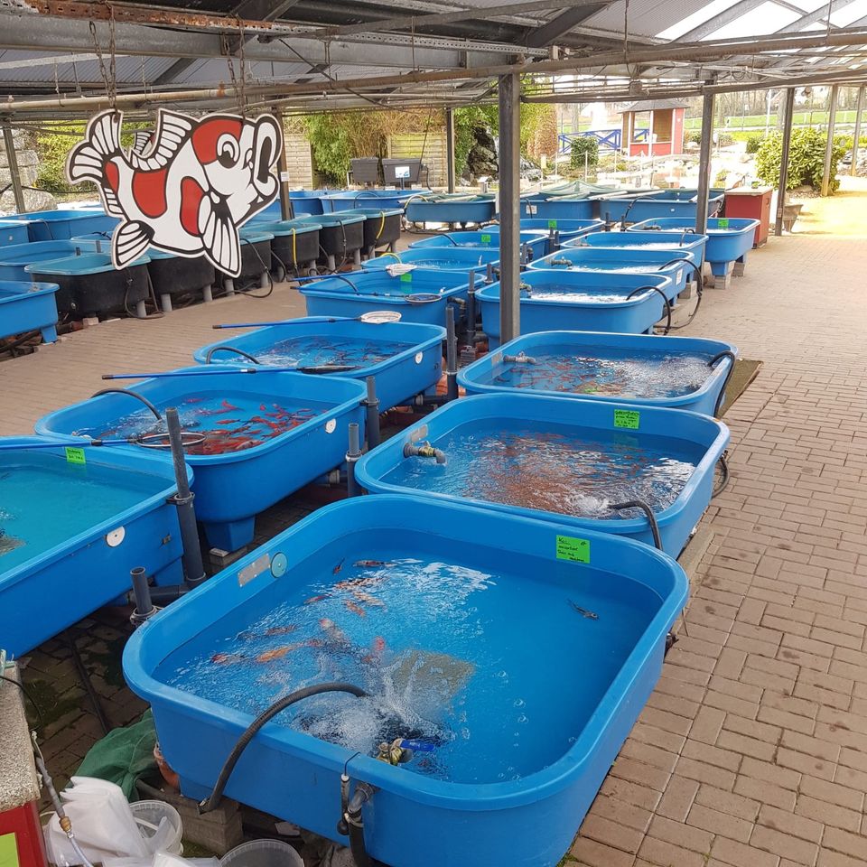 Goldfische Zierfische Shubunkin Koi, eigene Zucht in Kevelaer