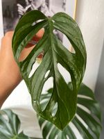 Monstera adansonii mint Dresden - Pieschen Vorschau