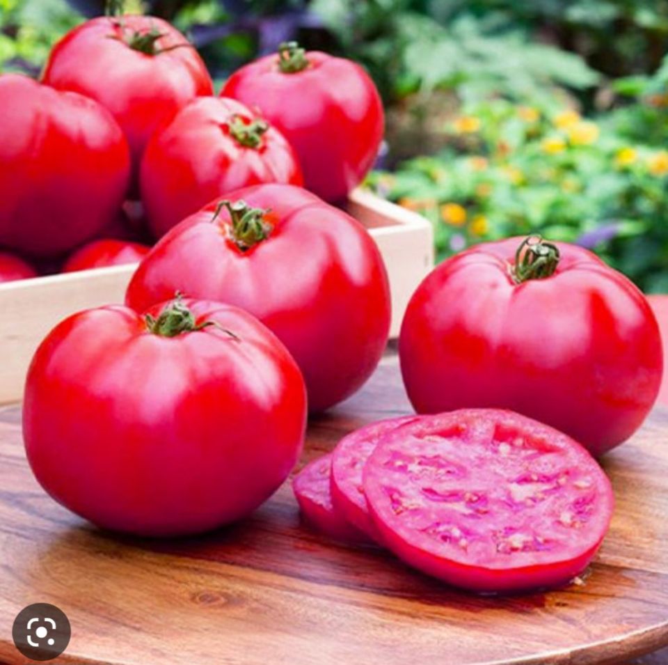 Tomatenpflanzen Bio Anzucht mit Blüten, Paprika  "Sale!"!!!! in Mayen