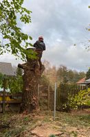 Baumverschnitt - Baumfällung - Baumpflege ✅✅✅ Thüringen - Mohlsdorf Vorschau