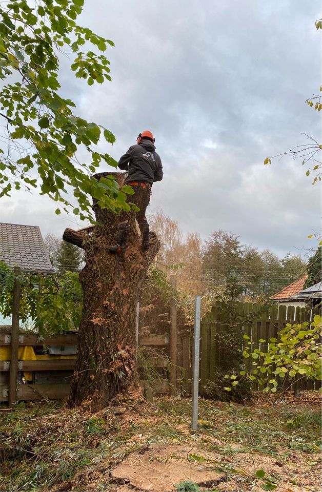 Baumverschnitt - Baumfällung - Baumpflege ✅✅✅ in Mohlsdorf