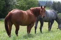 3 jährige Quarter Horse Stute Rheinland-Pfalz - Fell Vorschau
