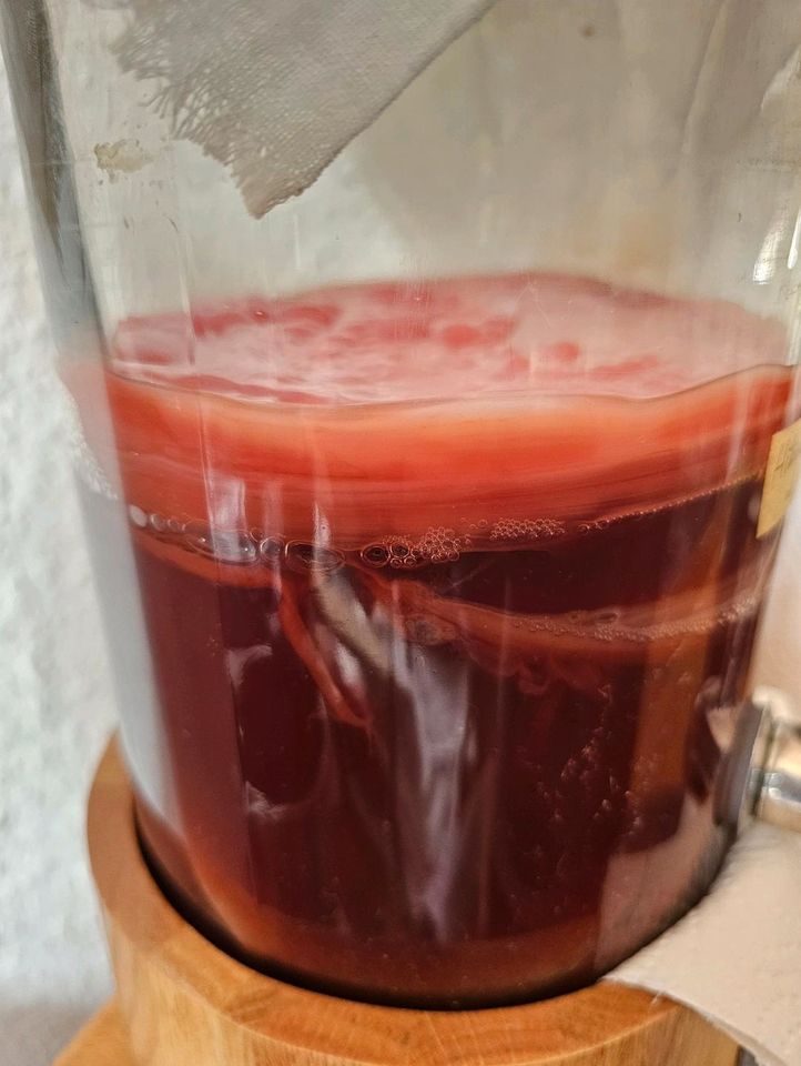 Bio Kombucha Scoby mit Flüssigkeit,  fairment   Teepilz in Braunschweig