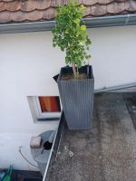 Ginkgo Bonsai Baden-Württemberg - Karlsruhe Vorschau