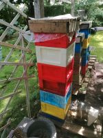 Verkaufe mehrere Mini plus Bienen Völker Brandenburg - Zossen Vorschau