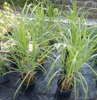 Riesen-Chinaschilf miscanthus giganteus Schilf Sachsen-Anhalt - Bernburg (Saale) Vorschau