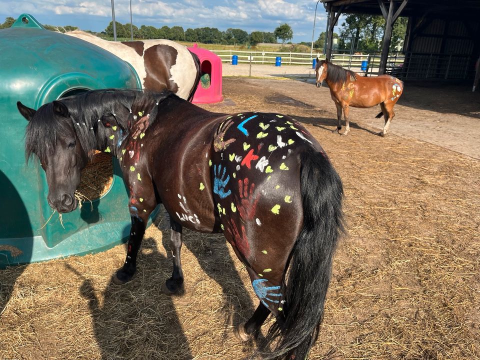 Reitpädagogik/Reitunterricht für Kids von 3 - 6 Jahren in Westerstede