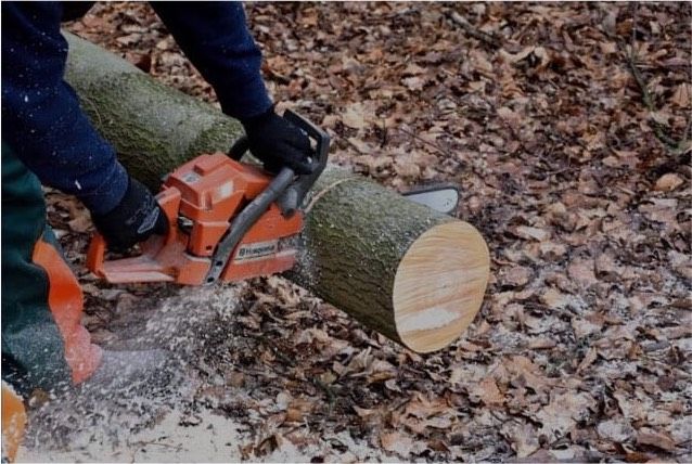 Baum fällen, Baum / Hecken schneiden, Äste zurückschneiden in Heilbronn