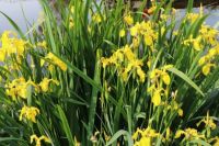Schwertlilien Sumpflilien Wasserlilien gelb blühend Niedersachsen - Osterholz-Scharmbeck Vorschau