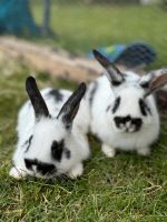 Junge Kaninchen Niedersachsen - Neuenkirchen-Vörden Vorschau