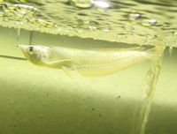 Arowana Silber 20-25 cm Sachsen - Frohburg Vorschau