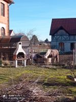 Pferdemist als Dünger Brandenburg - Falkenberg/Elster Vorschau