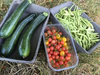 Acker Garten Feld Stückle zum Gemüse und Obstanbau zu verpachten Baden-Württemberg - Neuhausen Vorschau