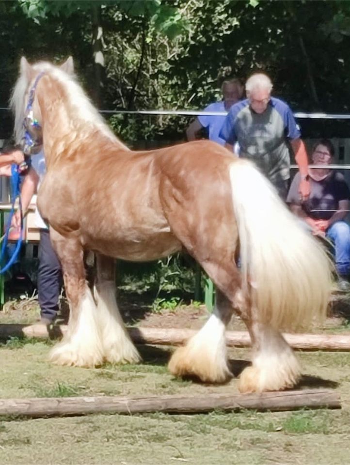 Tinker Stute Jährling Appaloosa in Witzenhausen