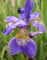 Bartlose Wiesen-Schwertlilie 3, blauviolett "Iris sibirica". Baden-Württemberg - Rudersberg Vorschau