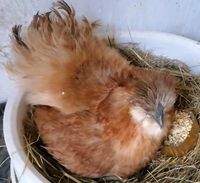 Seidenhuhn gross Hühner Henne Glucke rot Niedersachsen - Pattensen Vorschau