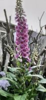 Fingerhut, Digitalis purpurae Köln - Porz Vorschau