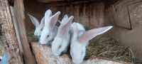 Reinrassige Deutsche Riesen weiß von Züchter /Kaninchen Sachsen - Eilenburg Vorschau