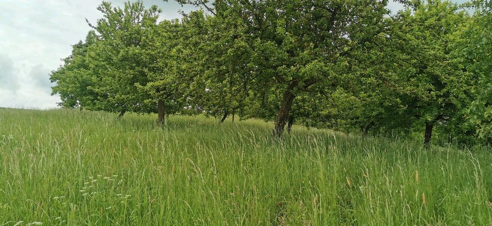 Weideland, Streuobstwiese in Cölbe