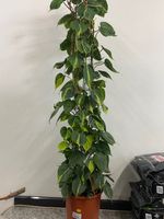 Philodendron hede. 'Brasil' 160 cm Kletterphilodendron Nordrhein-Westfalen - Simmerath Vorschau