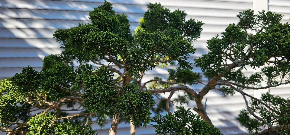 Bonsai Wacholder Juniperus chinensis mehrfachstam 40 Jahre in Sulzemoos