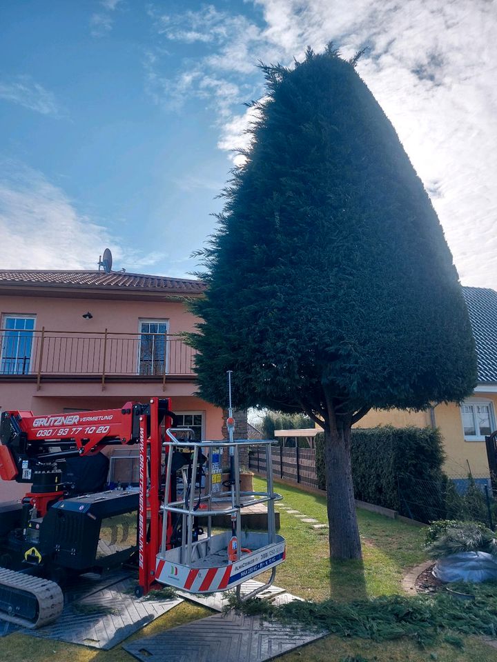 Rollrasen Baumpflege Baumfällung Heckenschnitt Gartenpflege in Berlin