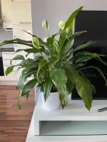 Einblatt (Spathiphyllum), ca 70 cm Bayern - Ingolstadt Vorschau