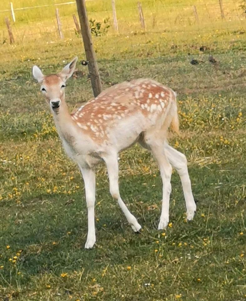 Ferienwohnung, Urlaub auf dem Bauernhof, Ferien mit Hund in Auw bei Prüm